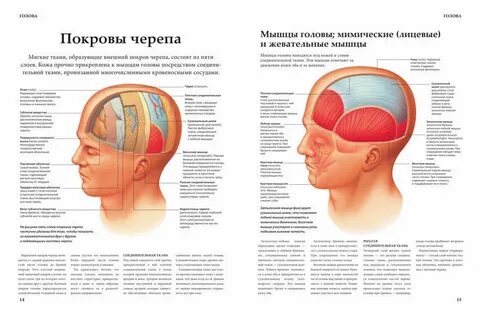 Мягкие ткани мозга
