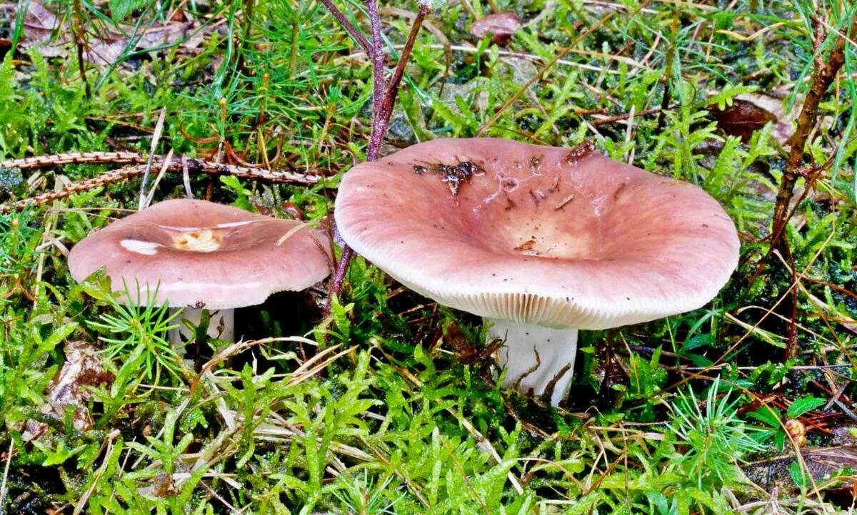 Сыроежка трубчатый или. Сыроежка валуевидная Russula farinipes. Сыроежка вильчатая. Сыроежка съедобные грибы. Сыроежка гриб.