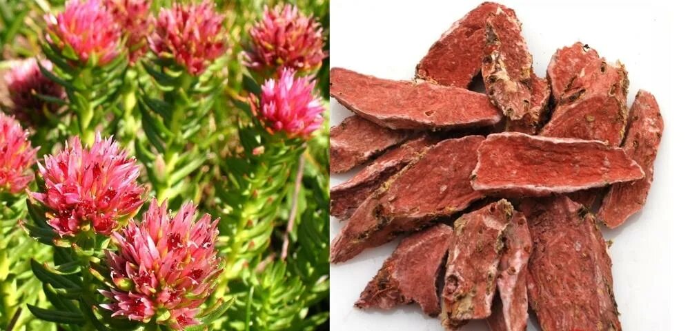 Родиола четырехчастная (красная щетка)- Rhodiola quadrifida. Крем родиола розовая. Родиола розовая сухое сырье. Золотой корень сушеный.