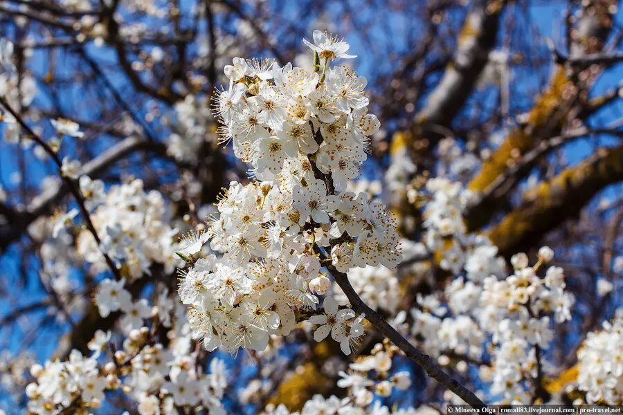 Весенний Барнаул. Красивое название весны