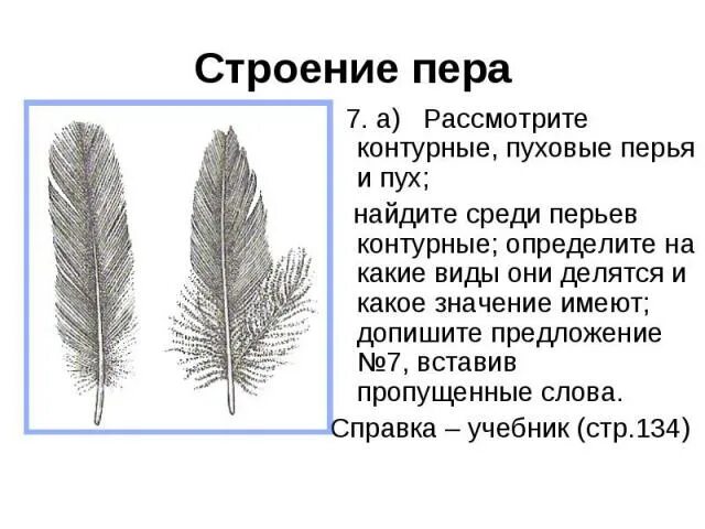 Строение контурного и пухового пера. Пуховые перья птиц строение. Строение пухового пера. Пуховые перья строение. Значение пухового пера