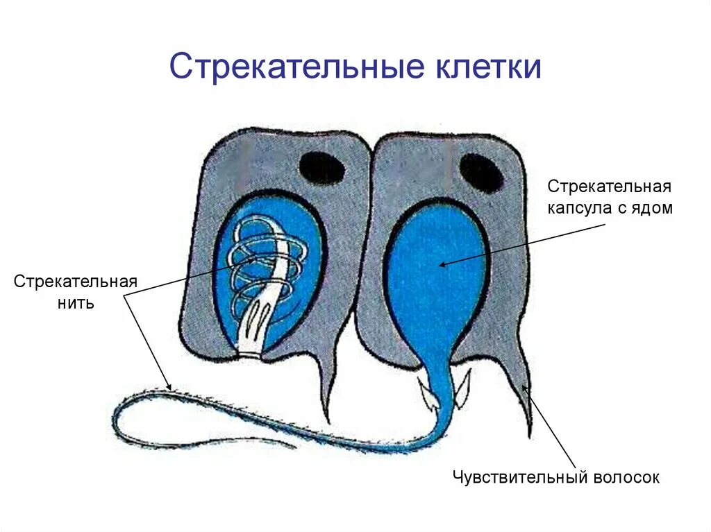 Стрекательная клетка состоит из. Строение стрекательной клетки медузы. Строение стрекательной клетки гидры. Стрекательные клетки гидры функции. Строение стрекательной клетки кишечнополостных.