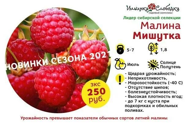 Малина мишутка описание фото отзывы