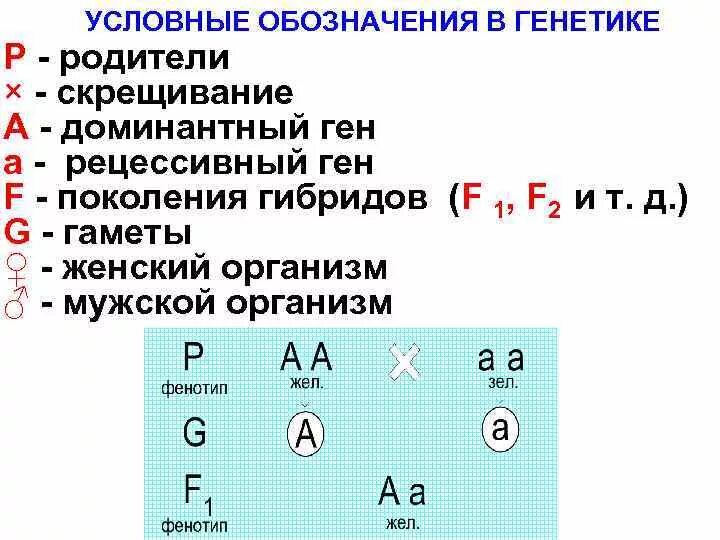 Условные обозначения генетики. Обозначения для решения генетических задач. Задачи на генетику. Задачи по генетике. Обозначения в генетических задачах.