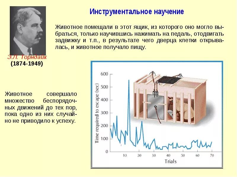 Торндайк научение. Торндайк теория. Торндайк оперантное научение. Инструментальное научение Торндайк. Оперантное научение, инструментальное научение.