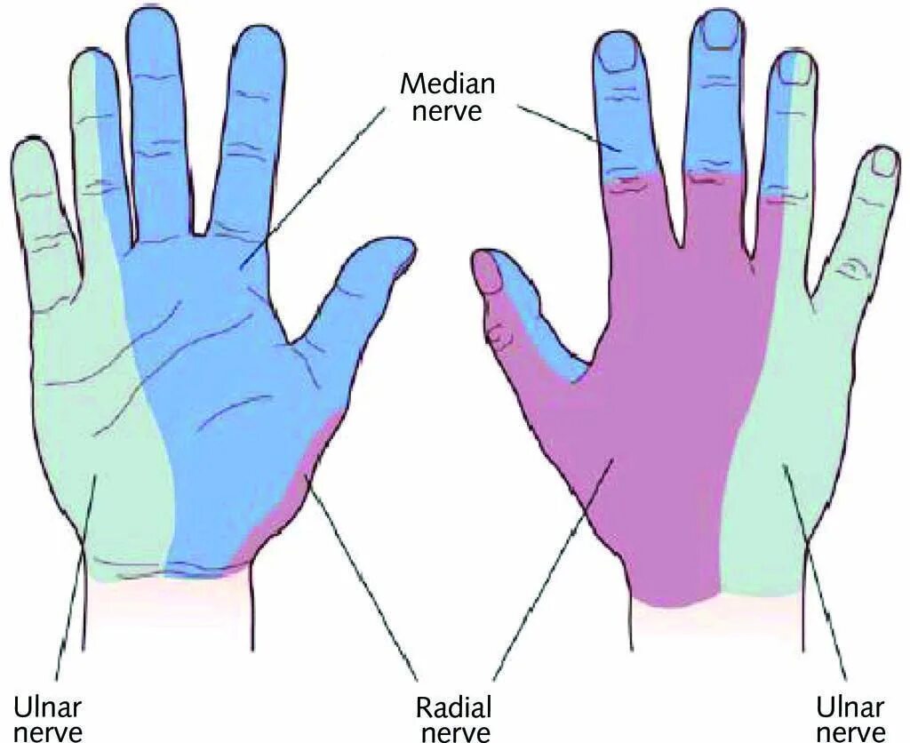 Немеют три пальца. Онемение пальцев рук левой руки указательный и средний. Онемение среднего и безымянного пальцев. Немеет палец на руке мизинец. Онемение пальца на левой руке.