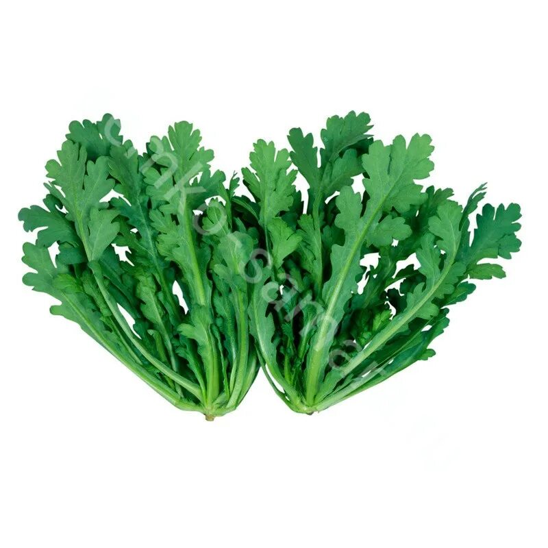 Хризантема съедобная. Хризантема салатная. Хризантема овощная. Хризантема овощная. Хризантема овощная мираж.