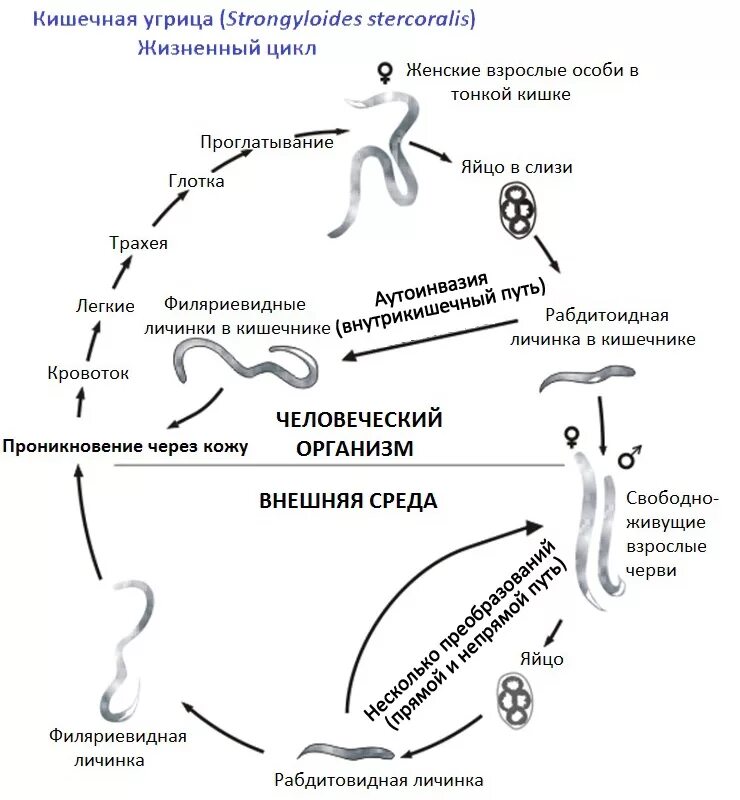 Кишечный цикл. Цикл развития угрицы кишечной схема. угрица кишечная цикл развития. цикл развития strongyloides stercoralis. жизненный цикл угрицы кишечной схема.