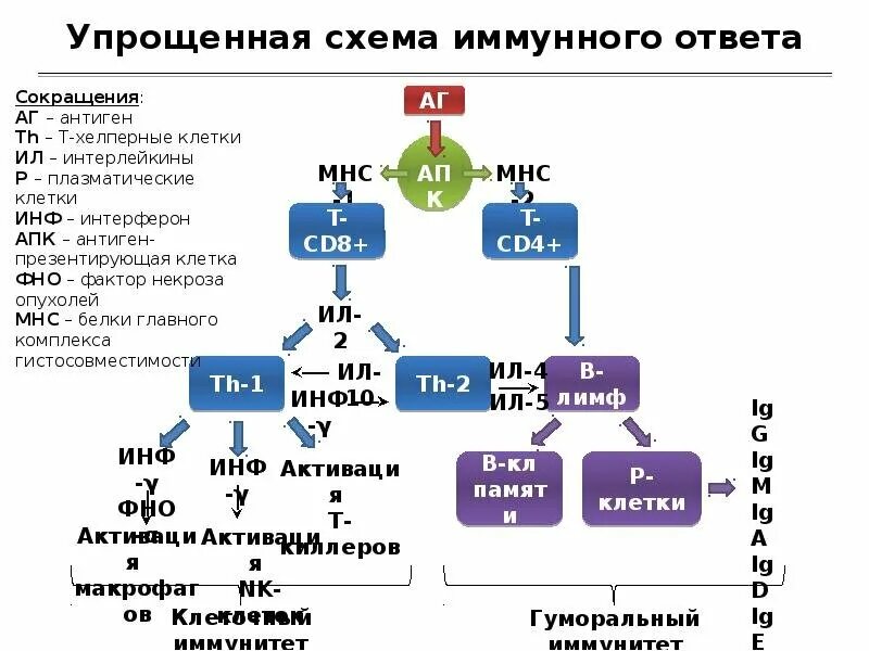 Первый иммунный ответ. Упрощенная схема гуморального иммунного ответа. Первичный иммунный ответ иммунология схема. Схема нормального иммунного ответа. Иммунный ответ по клеточному типу схема.