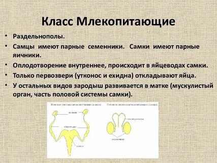 Система размножения животных