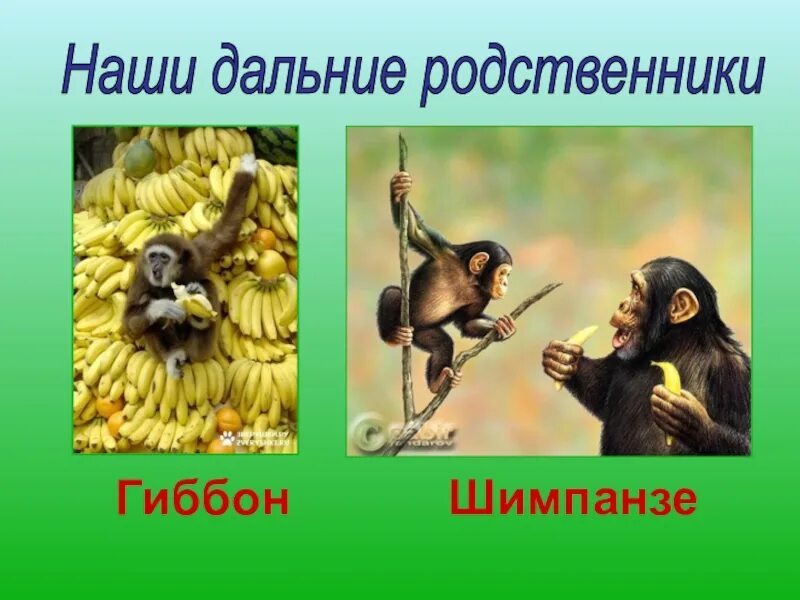 Ближайшие и дальние родственники. Дальний родственник. Наши предки - древесные жители. Родственник гиббона. Дальние родственники это кто.