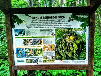 Липовая гора пермь