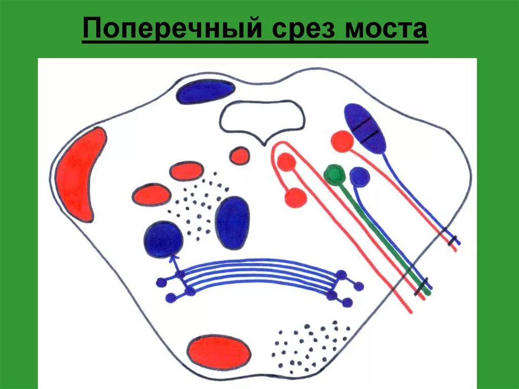 Мост мозга трапециевидное тело. Поперечный срез варолиева моста. Поперечный мост. Поперечный срез моста анатомия. Поперечный срез через мост.