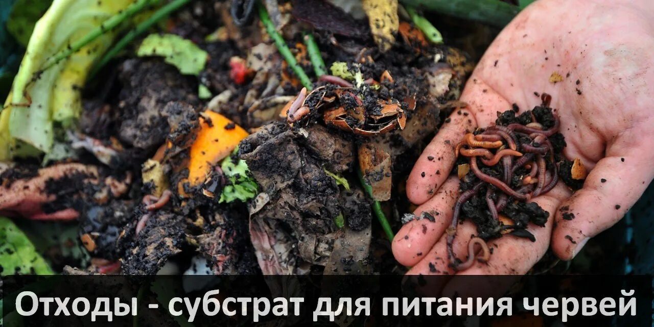 Где едят червей
