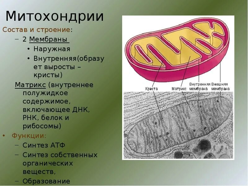 Строение митохондрии. Строение митохондрии гистология. Складки внутренней мембраны митохондрий. Строма митохондрии. Митохондрии функции.