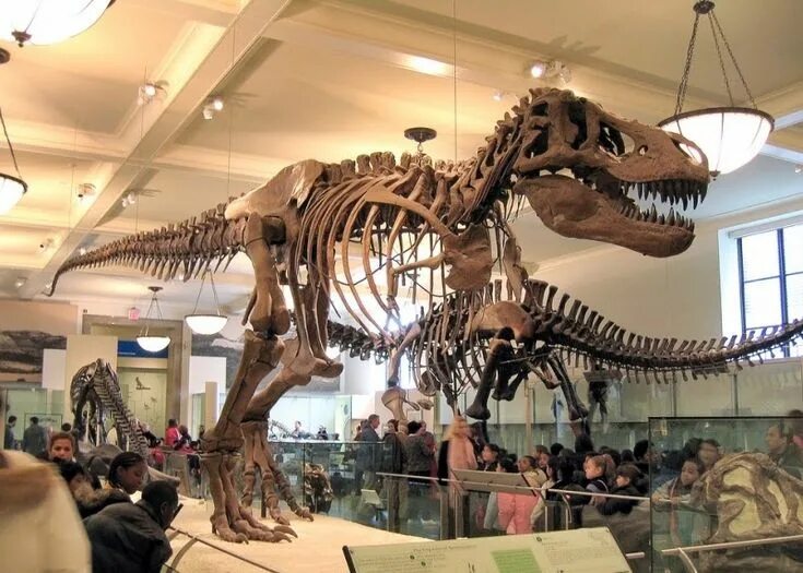 File:NHM-Wien  Wikimedia Commons