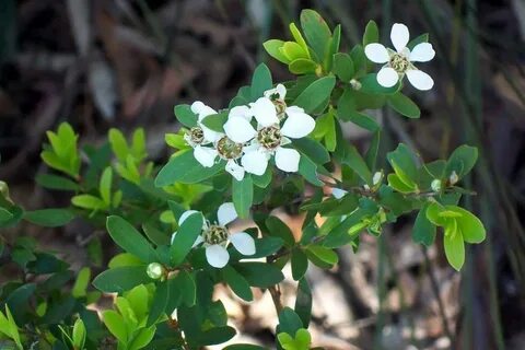 Кустарник семейства рутовых 6