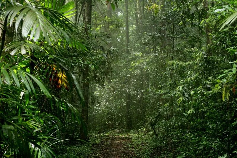 древние джунгли. ангкор-ват камбоджа в джунглях. индийские джунгли. руины в джунглях. руины майя арт.