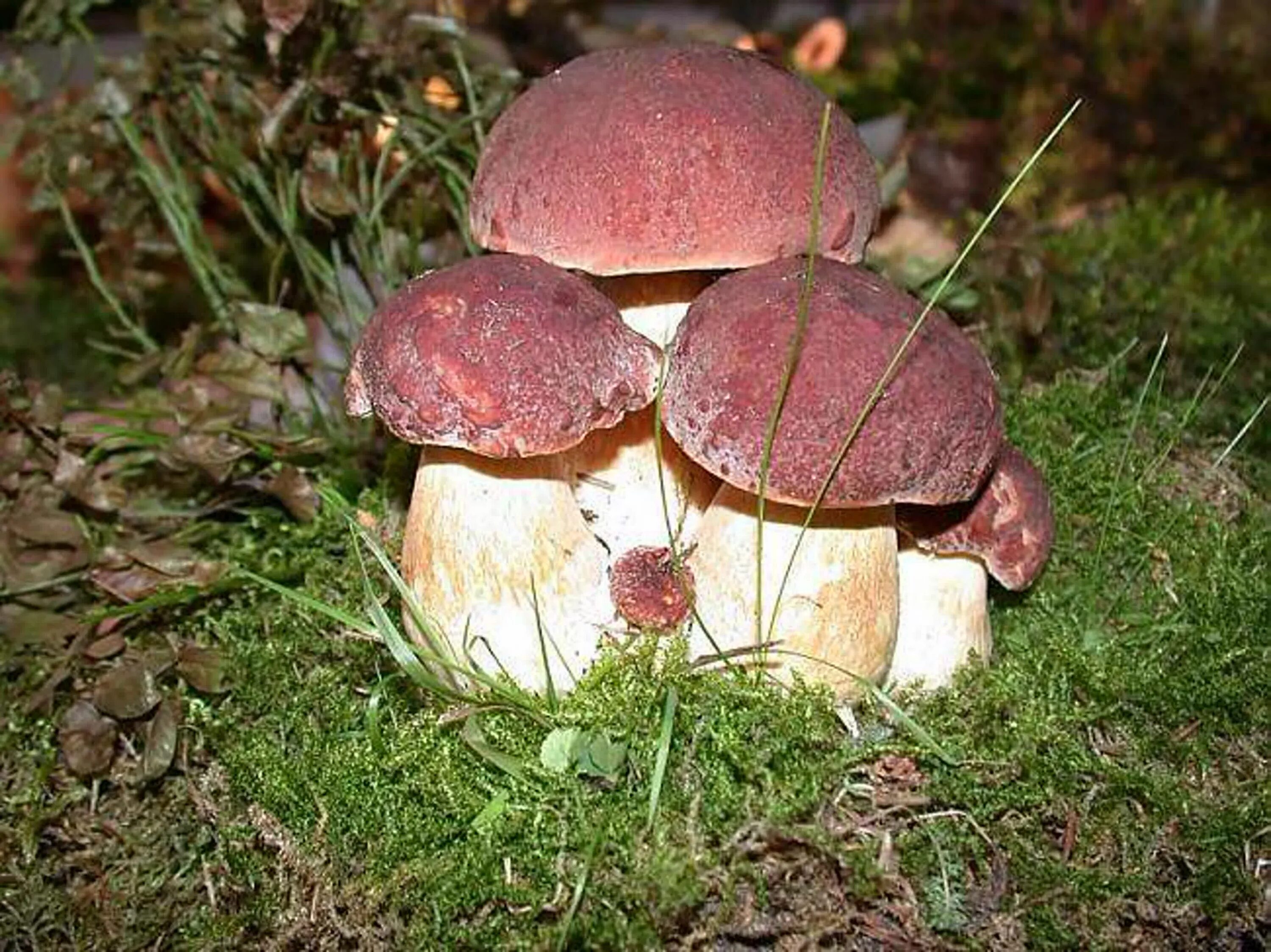 Боровик гриб и белый гриб. Боровик пурпурный Boletus purpureus. Белый гриб еловый Боровик. Белый гриб Боровик фото. Где грибочки