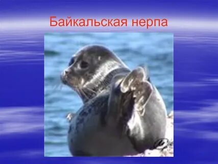 Условия обитания байкальской нерпы