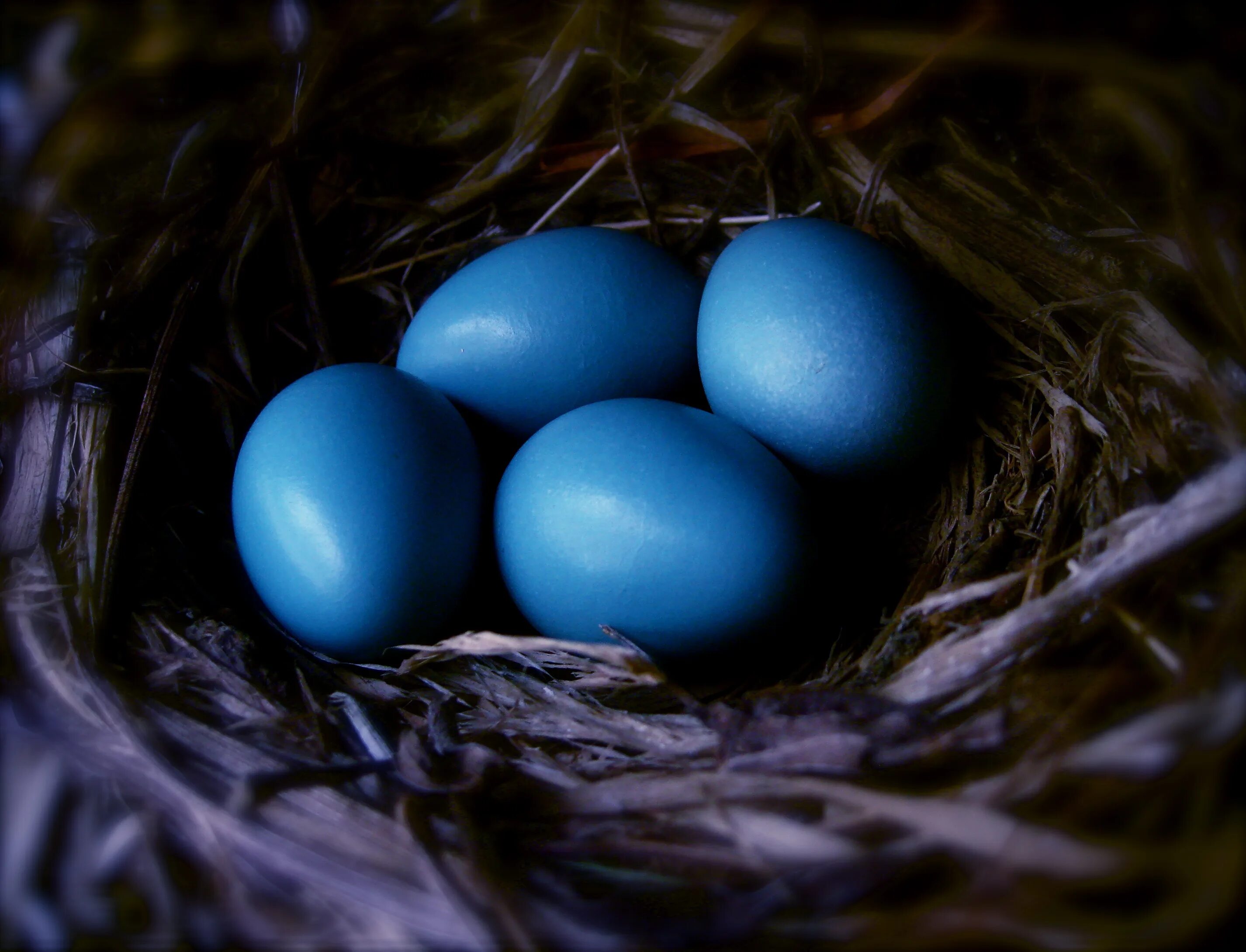 Какого цвета яйца птиц. Robin Egg Blue. Яйцо синее. Цвет яйца Малиновки. Яйца птиц.