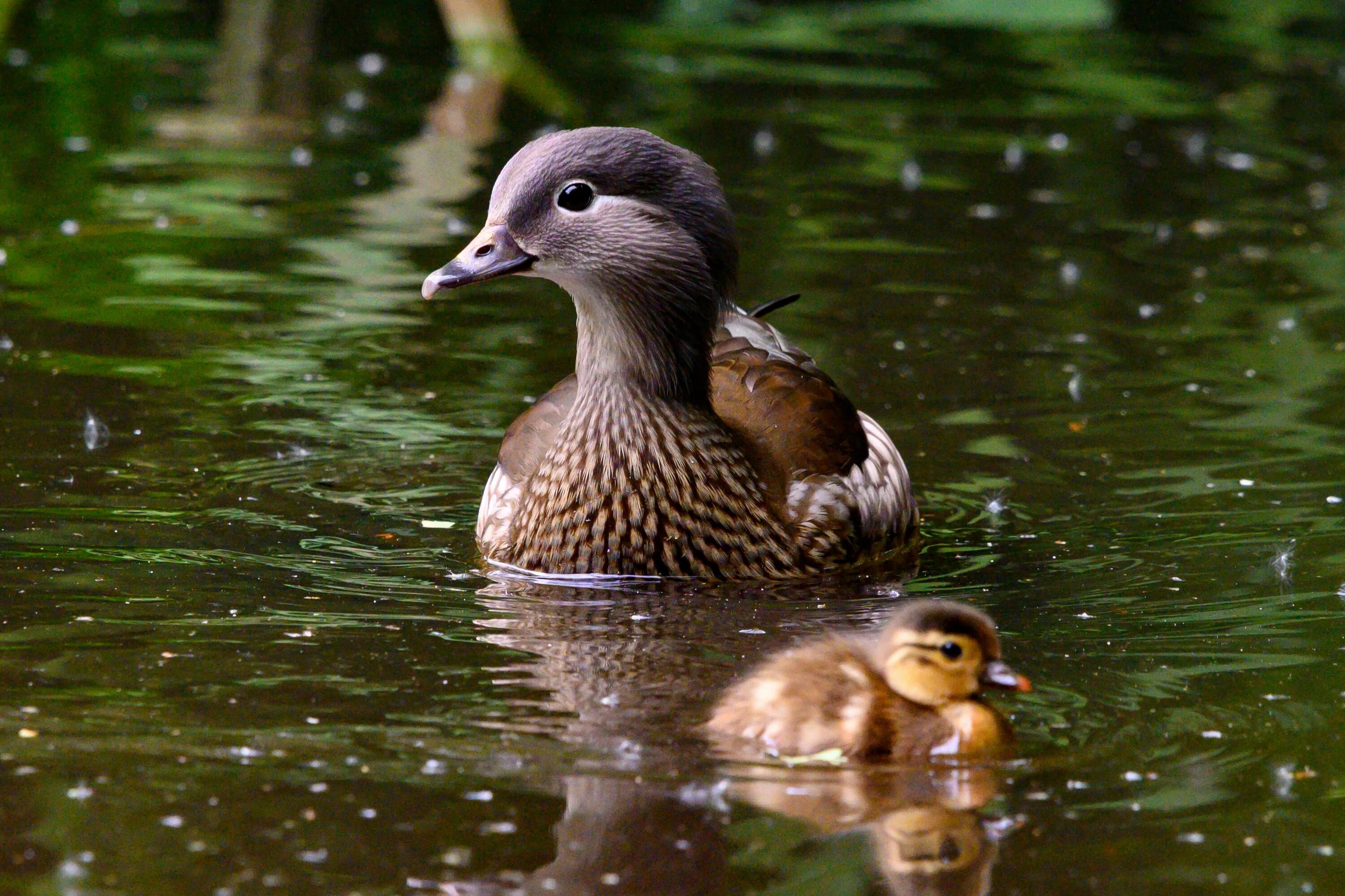 Утка DCUK. Утки общаются. Duck and Duckling. About Ducks.