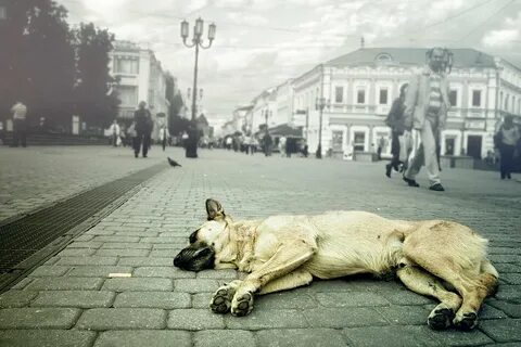 Псы одиночества