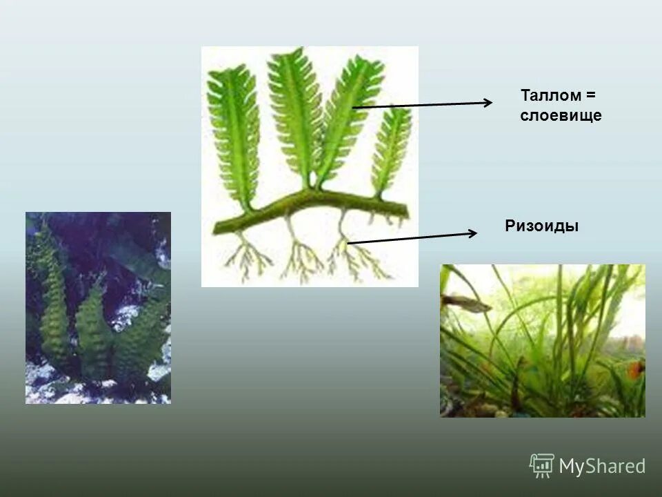 Водоросли имеют ризоиды. Слоевище таллом это. Слоевище и ризоиды. Ризоиды ламинарии. Таллом и ризоиды.