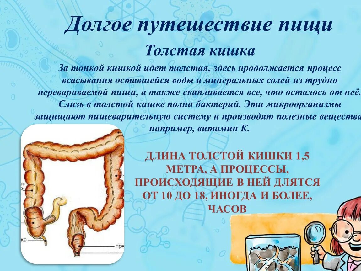 В тонкой кишке происходит всасывание воды. Что происходит в толстом кишечнике. Процессы в толстом кишечнике. Процессы Толстого кишечника человека. Процессы происходящие в толстом кишечнике человека.