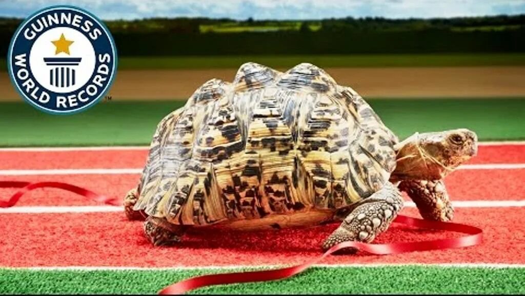 Crazy turtle