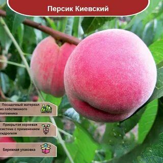 Сколько лет персику