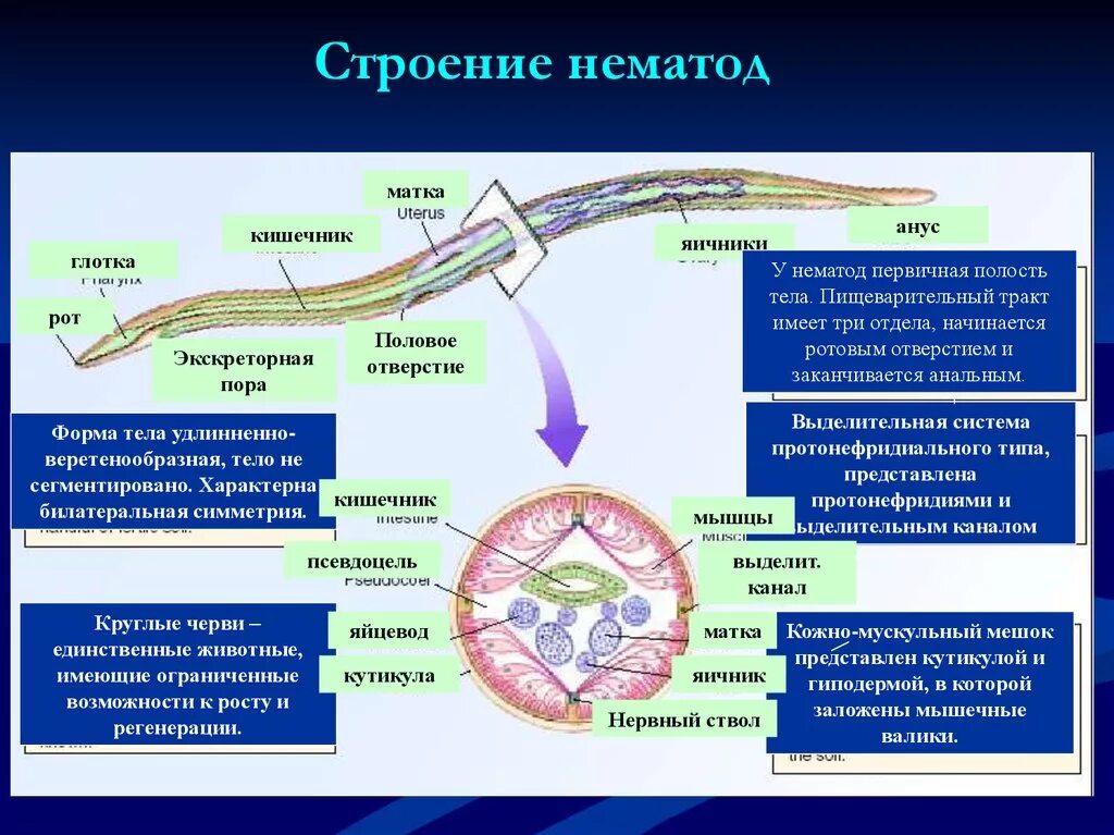 Мускульный мешок круглых червей. Строение нематоды круглых червей. Тип круглые черви нематоды строение. Кожно мускульный мешок нематод. Строение систем круглых червей.