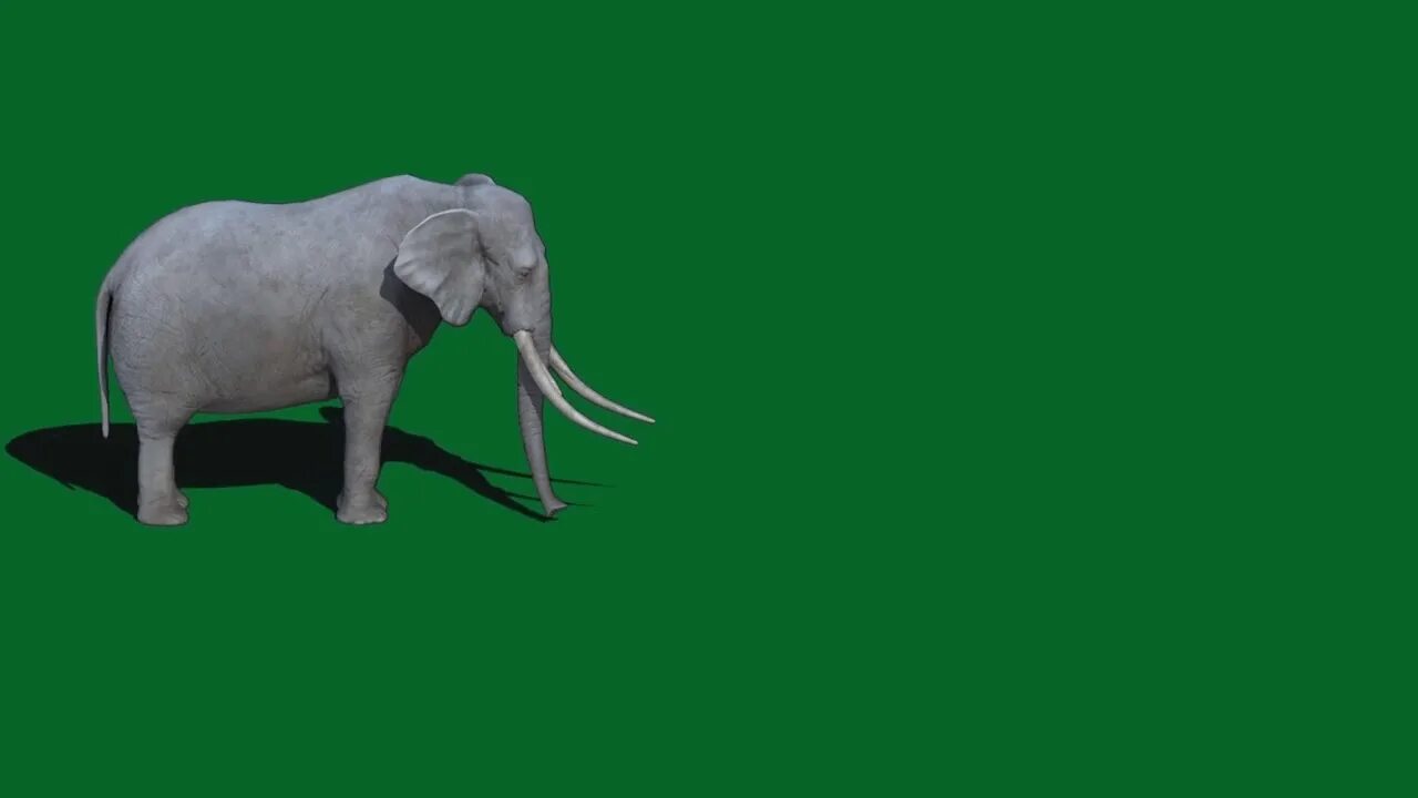 Кролик на хромакее. Хромакей животные. Медвдь на зелёном фоне. Слон грин скрин. Слон на зеленом фоне.