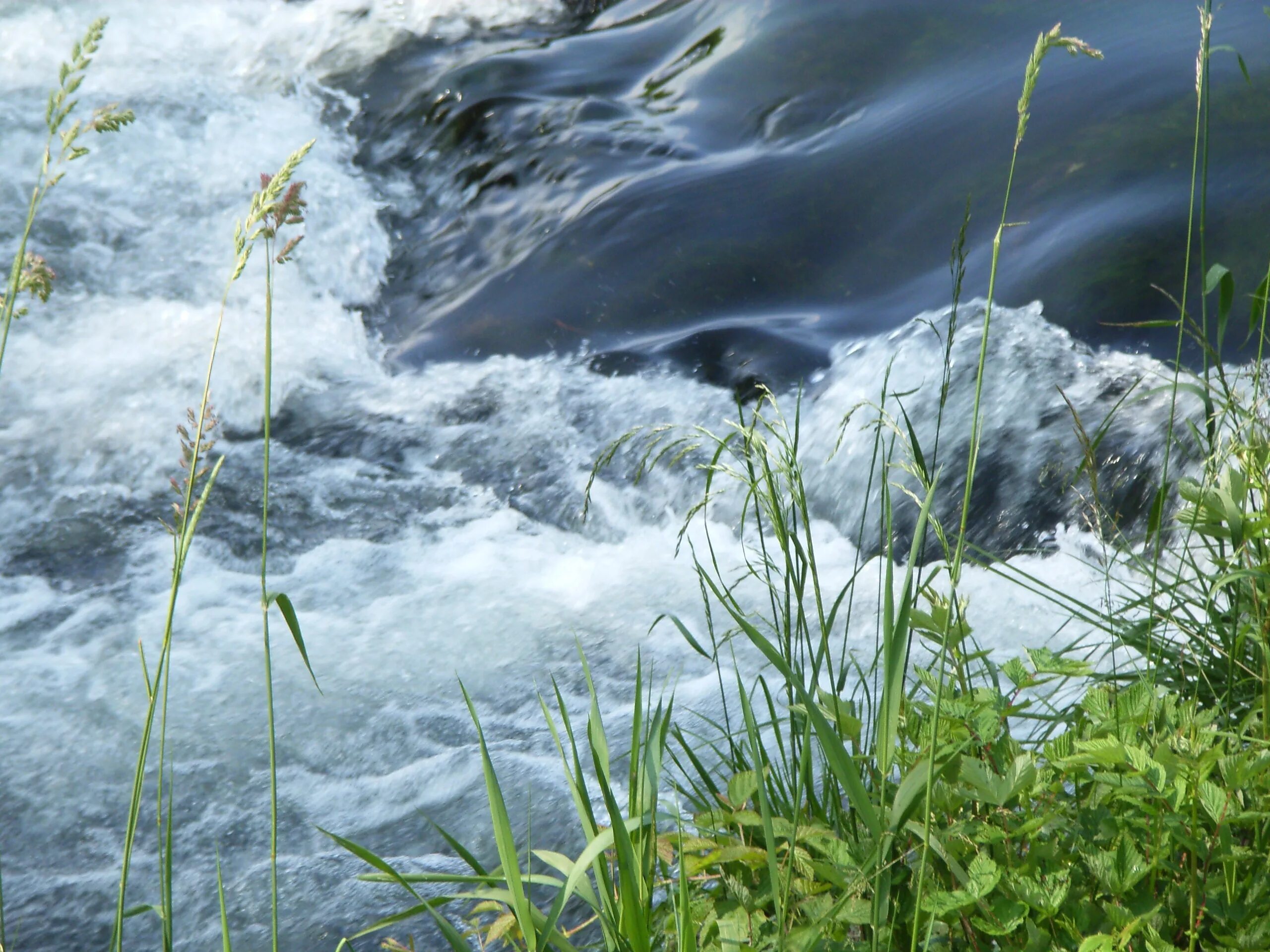 Трава у реки. Движение в природе. Картинки вода в природе течёт. Фото водопад из лекарственной травы вода для фотошопа. Приснилась текущая вода