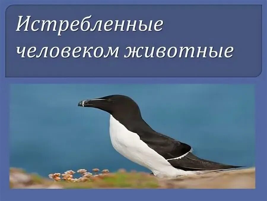 и презентация, доклад