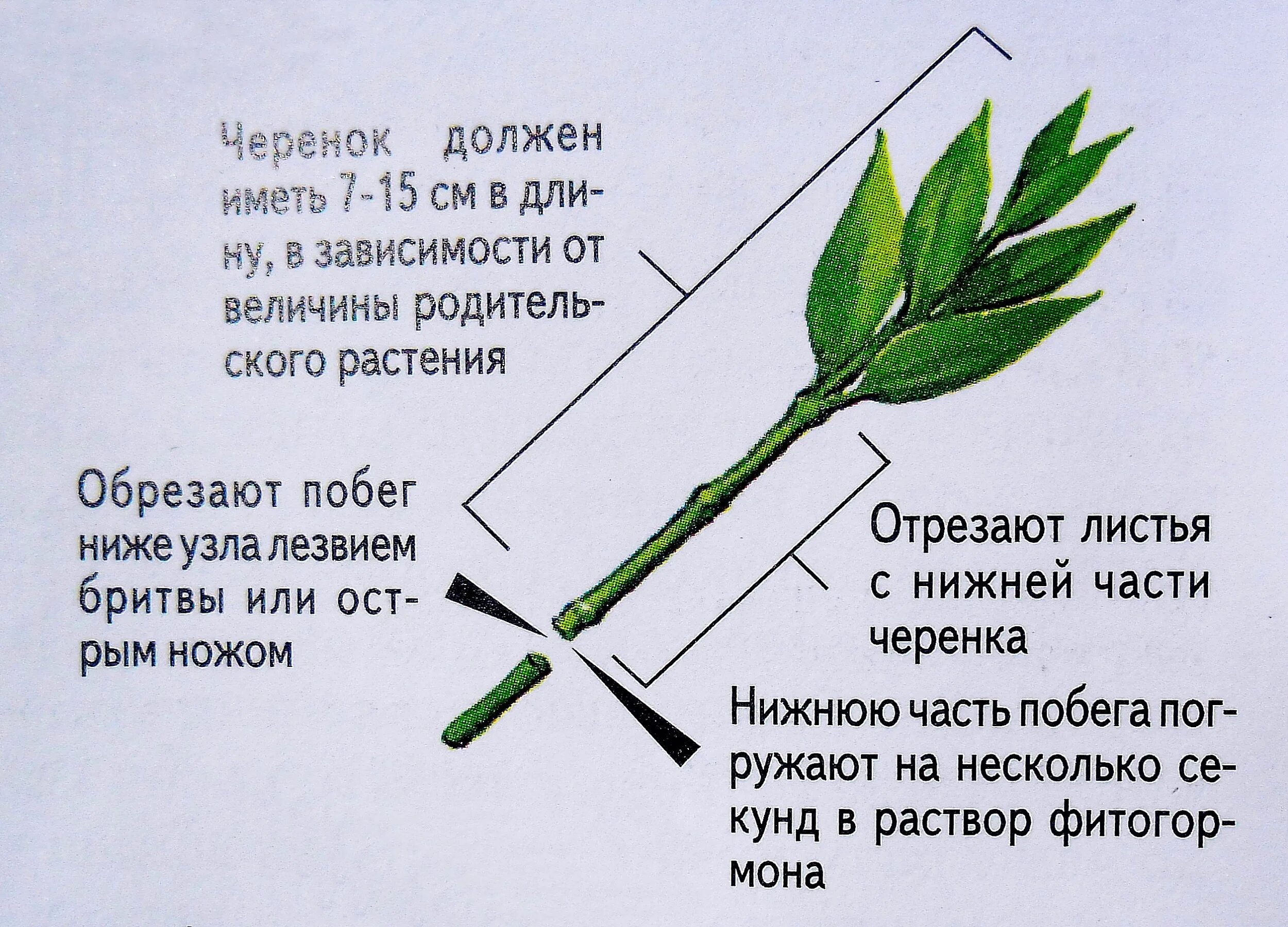 Побег стебель лист и почки. Вегетативный побег состоит. Схема омолаживающей обрезки винограда. Правильная обрезка комнатной розы. Узел междоузлие пазуха листа.