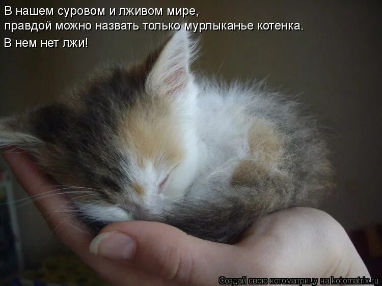 клички для котят. как можно ласково назвать. как можно ласково назывназывать. как можно назвать маленький. маленькие собачки.