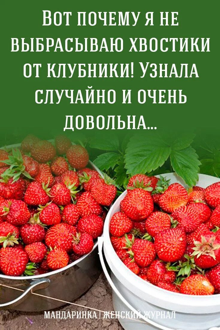 Клубника польза для здоровья. Клубника для здоровья. Что полезного в клубнике. Полезные хвостики от клубники. Польза клубники для организма.