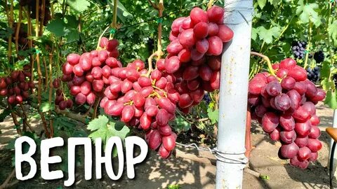 Виноград велюр