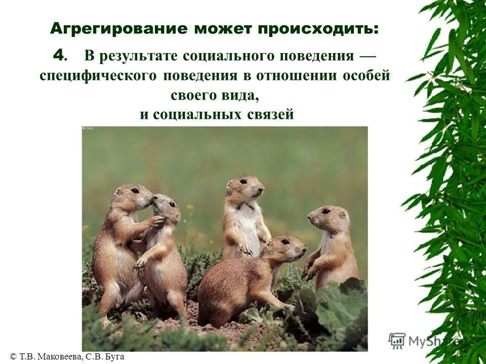 Коэволюция видов. Этологическая структура популяции одиночный образ жизни. Экологические стратегии выживания. Стратегии выживания популяций. Численность популяции животных.