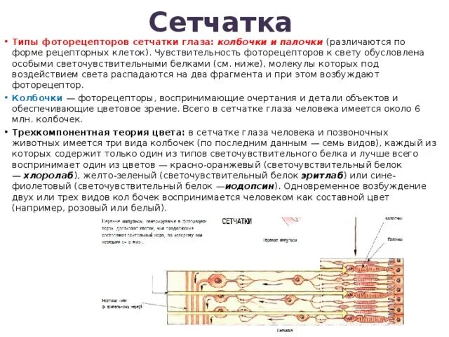 Сетчатка обеспечивает