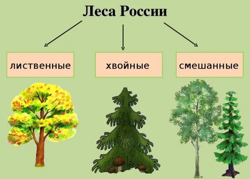 Типы леса примеры. Хвойные лиственные и смешанные леса. хвойные деревья для дошкольников. лиственные деревья. лиственные и хвойные деревья для дошкольников.