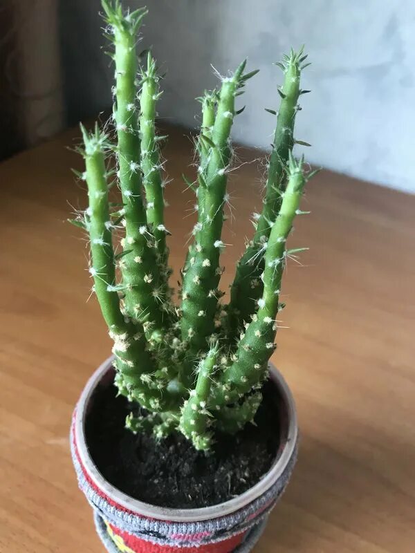 Семейка кактусов название. Определи название кактуса. Моего кактуса по имени кактус. Как определить кактус. Кактус с четырьмя гранями.