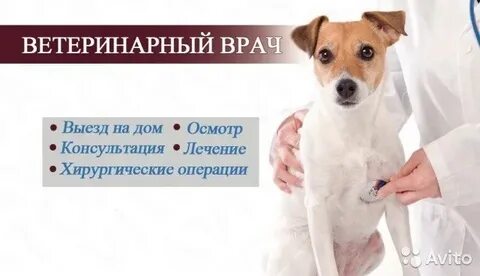 Ветеринар выезд на дом