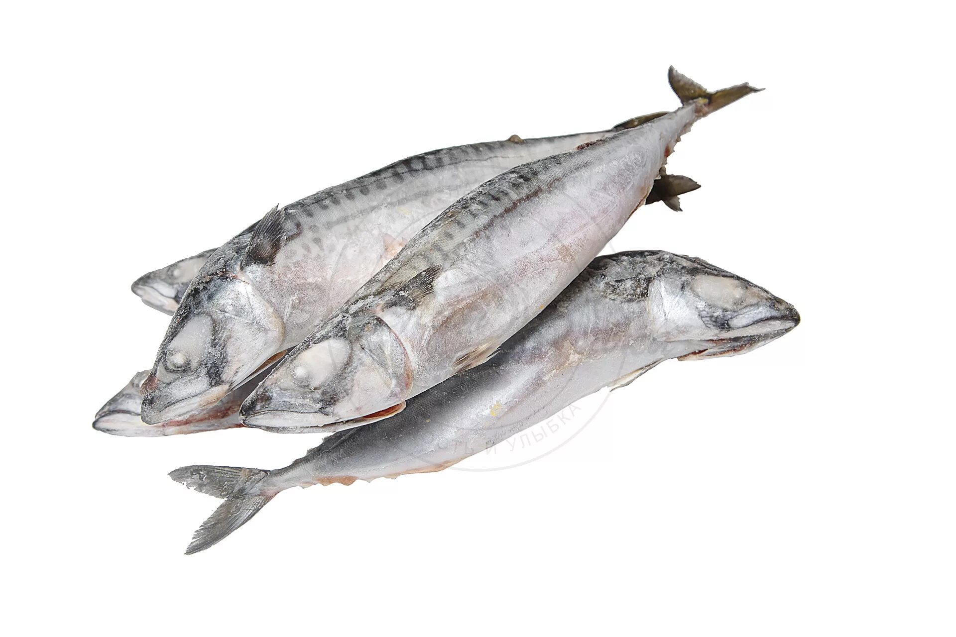 Свежемороженая скумбрия в розницу в москве. Скумбрия с/м 400-600. Скумбрия фарерская. Пища для атлантической скумбрии. Свежемороженая скумбрия в розницу в москве.
