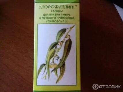 Хлорофиллипт спиртовой внутрь