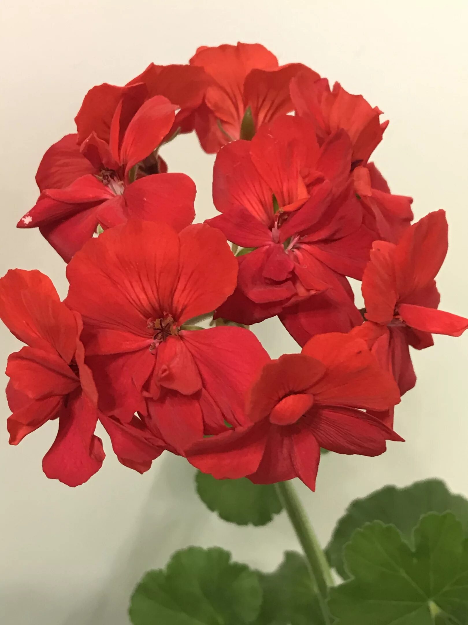 Герань простая. Пеларгония Pelargonium Villetta Red. Pac Perlenkette Orange пеларгония. Пеларгония Pac tomgirl. Аллегриас пеларгония.