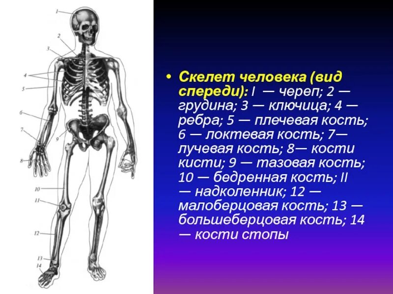 Строение скелета верхней конечности (отделы и кости). Ключица отдел скелета. Скелет верхней конечности пояс верхней конечности. Ключица отдел скелета. Строение пояса верхних конечностей человека.