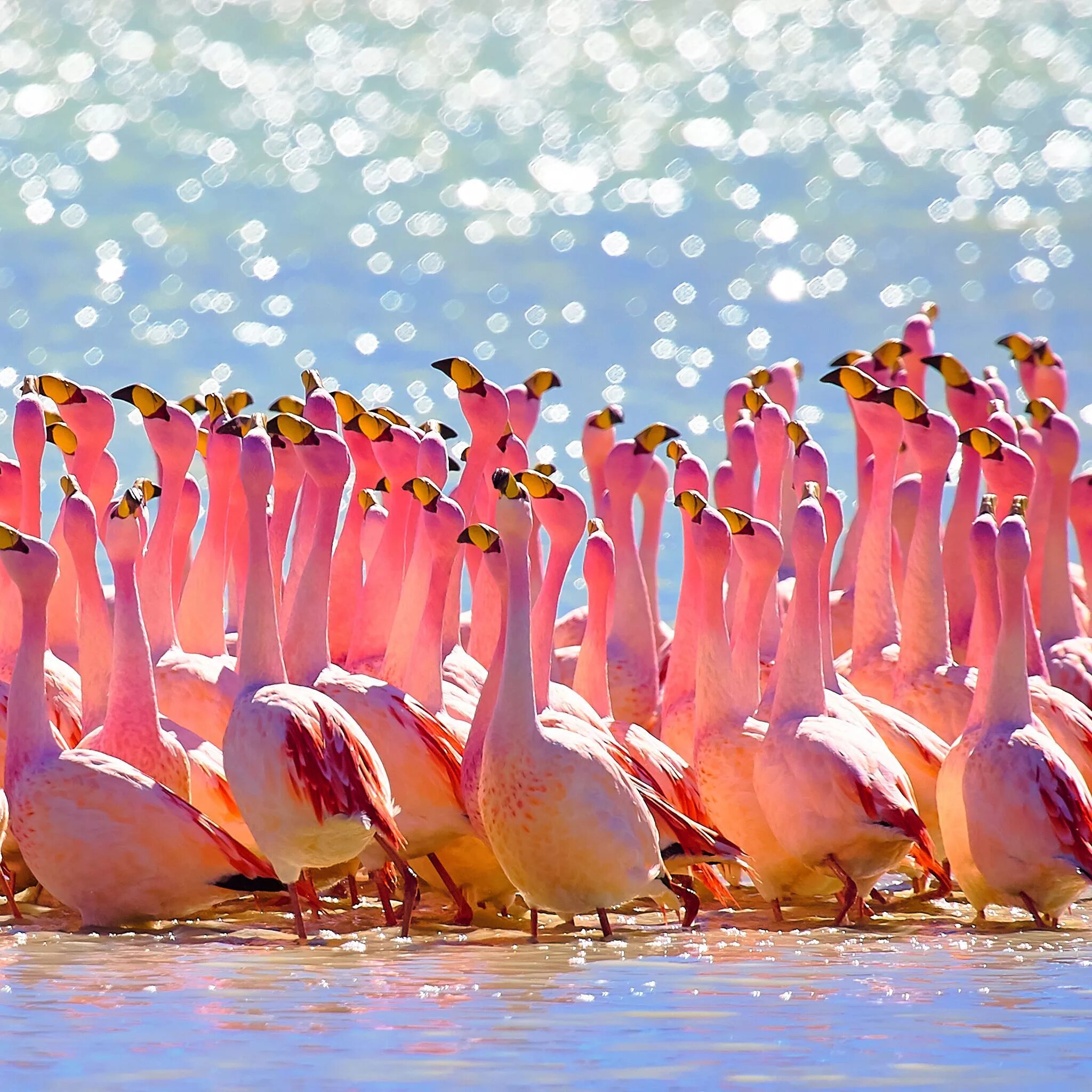 Розовые Фламинго Боливия. Розовый Фламинго птица. Каракалпакстан Фламинго. Экзотические птицы Фламинго. Красив фламинго