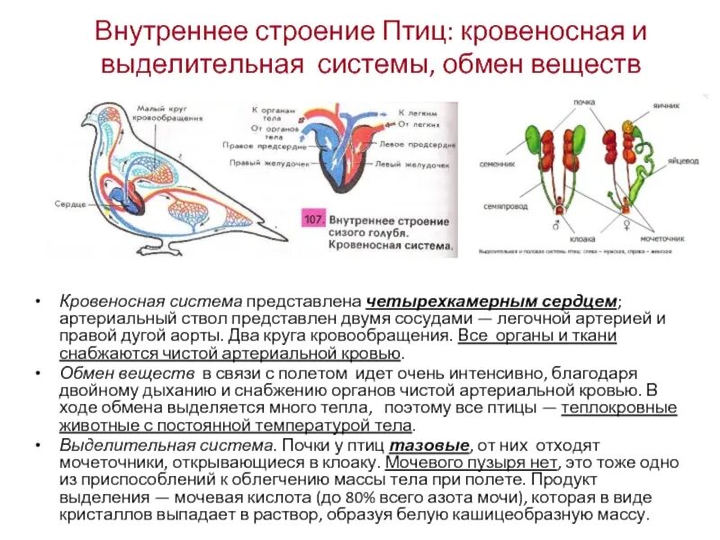 Пищеварительная выделительная и дыхательная система птиц. Выделительная система птиц 7 класс схема. Внутреннее строение птиц выделительная система. Выделительная система птиц 7 класс биология.